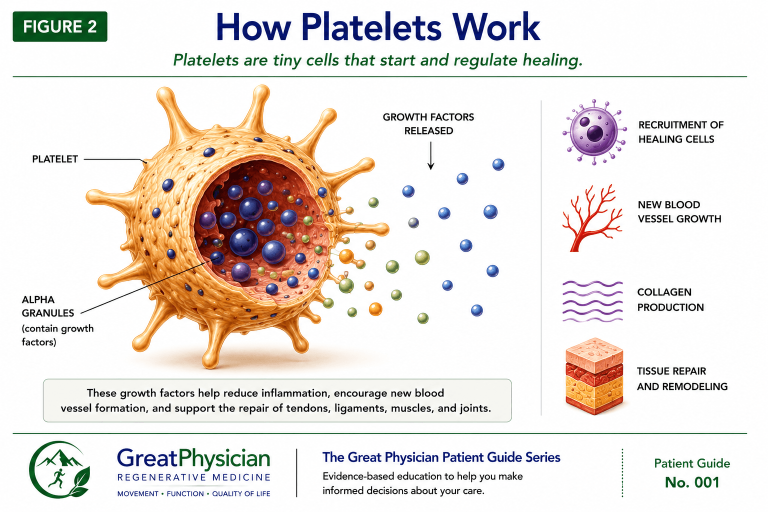 Figure 2: How platelets work — activated platelets release growth factors that coordinate the body's natural healing response.